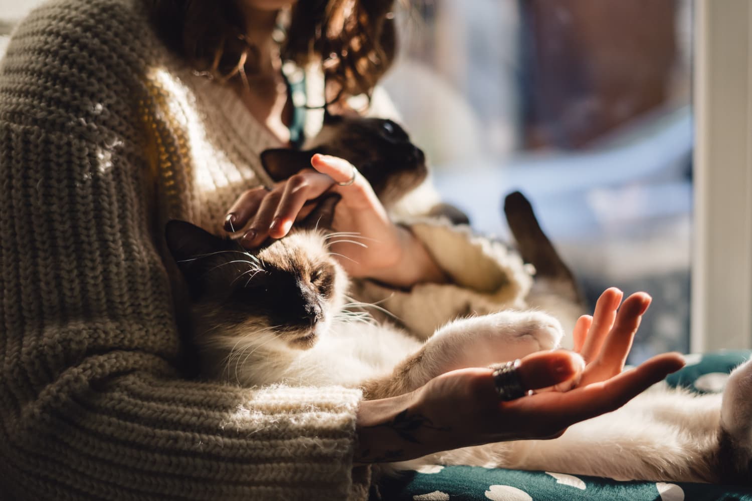 Que faire du corps de son animal de compagnie après son décès ?